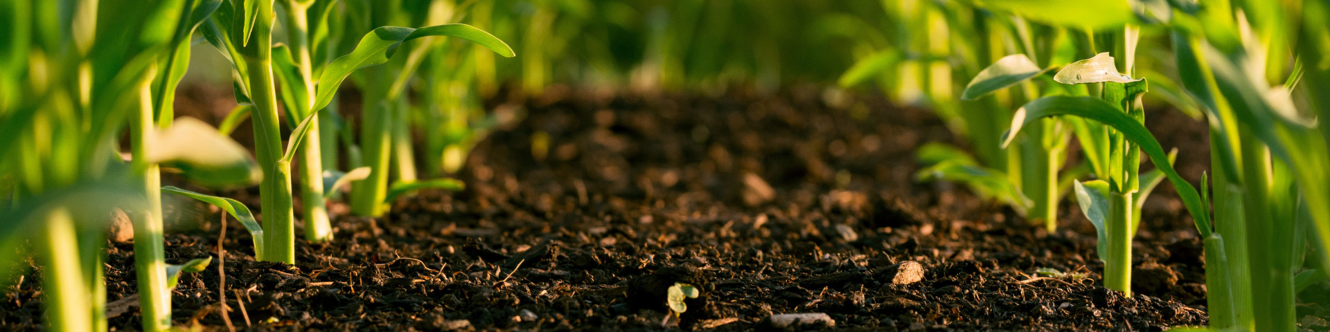 Sun shining on regenerative farmed soil.