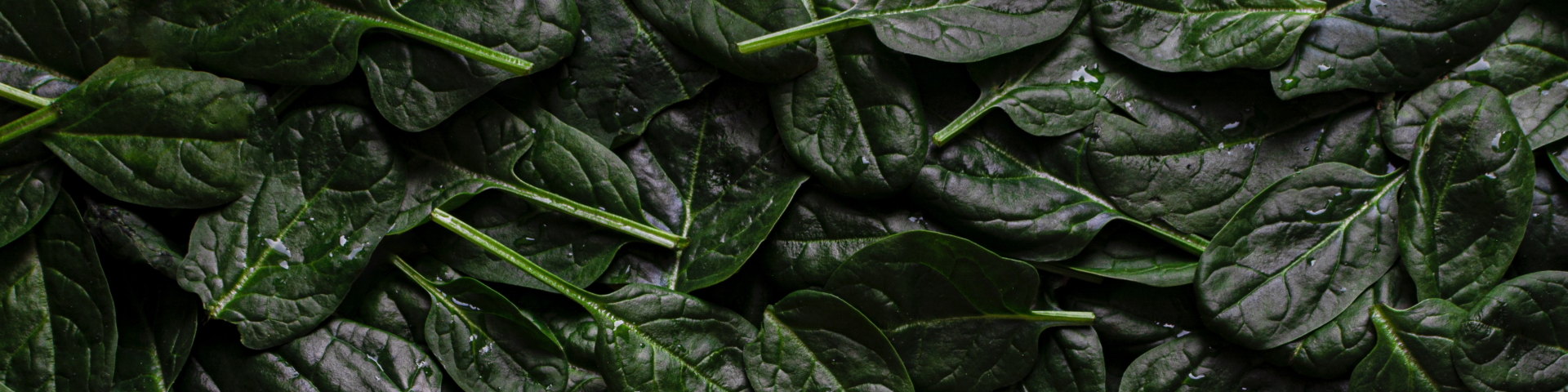 Freshly washed dark leafy greens.