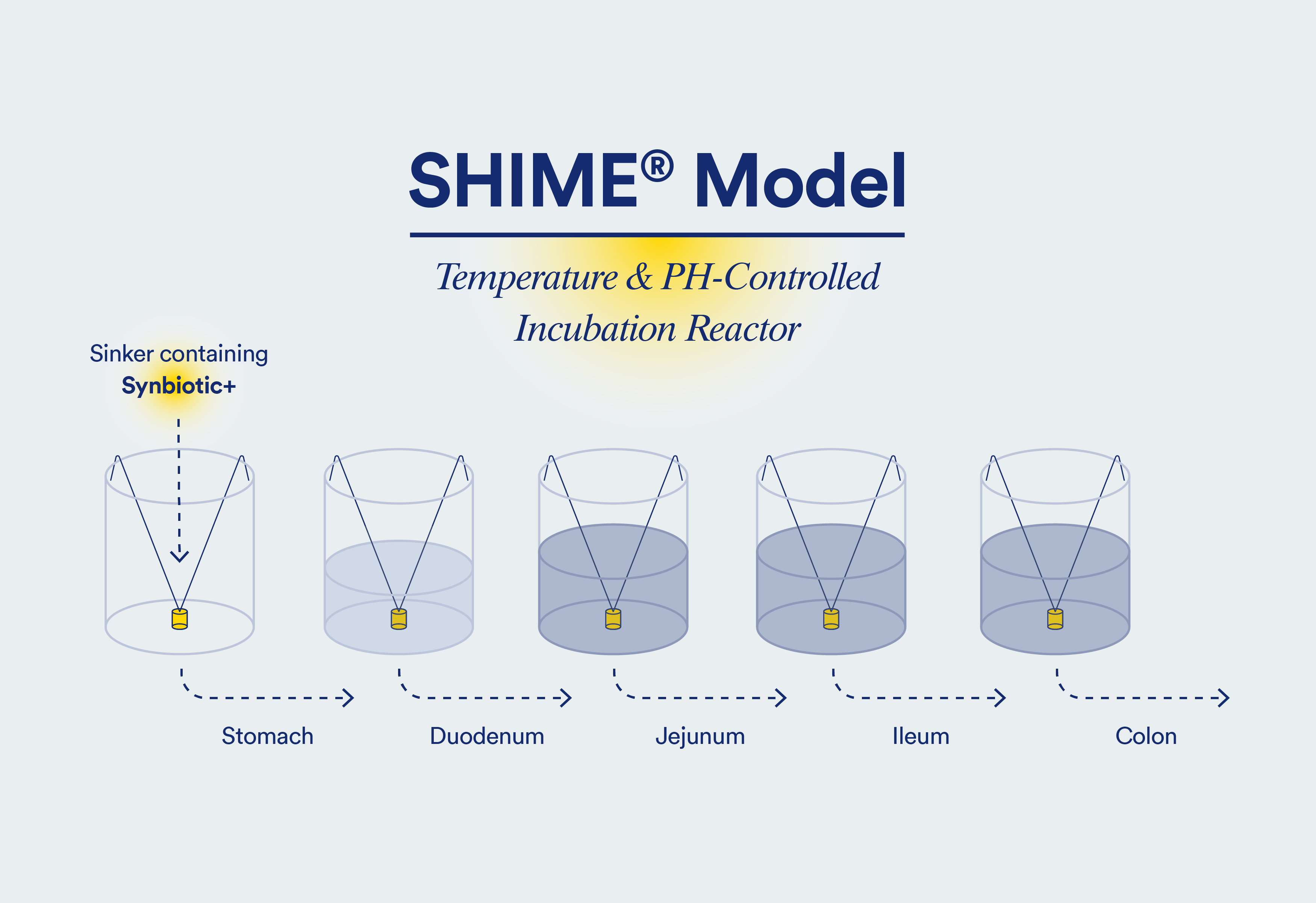 SHIME Model Diagram